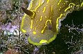 31 Hypselodoris Webbi